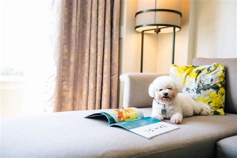 jw marriott pet policy.